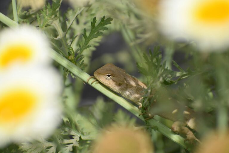 Ecologisch adviesbureau specialist voert quickscan flora en fauna uit voor ruimtelijk project